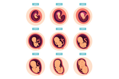 Pregnancy stages. Human growth stages embryo development egg fertility