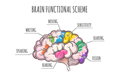 Human Brain Functional Scheme. Vector Illustration.