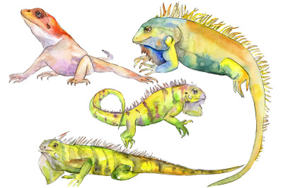 Animal iguaana watercolor png