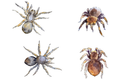 Tarantula Watercolor png