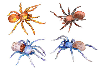 Animal World tarantula watercolor png