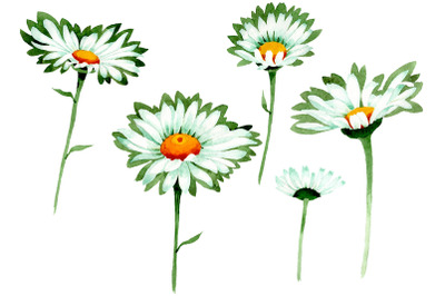 Chamomile white field watercolor png
