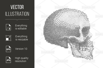 Human Skull