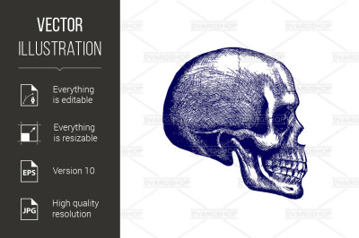 Skull of a Human