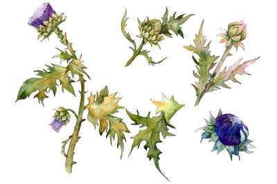 Watercolor thistle png