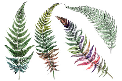 Fern plant watercolor png