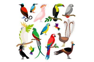 Exotic tropical birds set