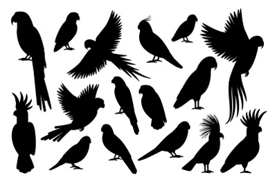 Parrot silhouettes on white background