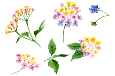 Pink lantana watercolor png