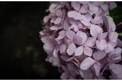 Download Pink Speckled Hydrangea Free Best Free Svg Designs Download Free Svg Files