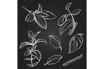 Hand drawn mint leaves peppermint set on chalkboard