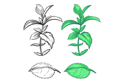 Coloring hand drawn mint plant and leaf with colorful samples