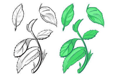 Hand drawn sketch of peppermint