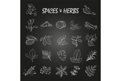 Sketch spices and herbs collection on chalkboard