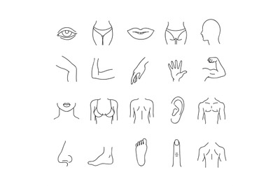 Line human male and female body parts vector set