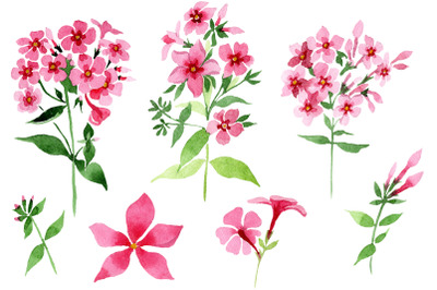 Phlox pink watercolor png