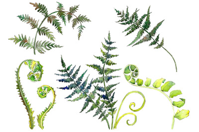 Fern watercolor png