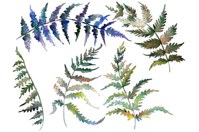 Polypodiopsis fern watercolor png