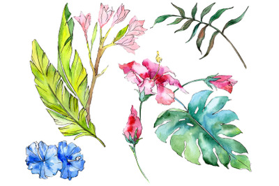 Tropical plants Watercolor png