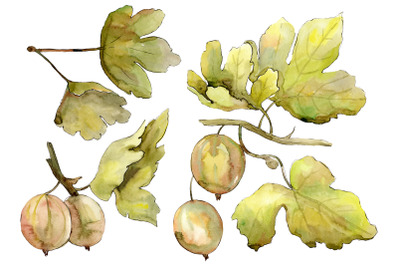 Gooseberry Watercolor png