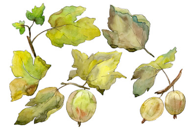 Gooseberry plain watercolor png