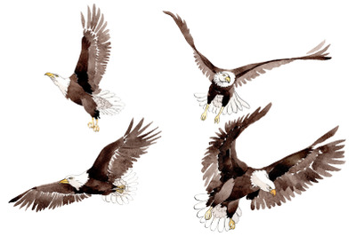 American bald eagle Watercolor png