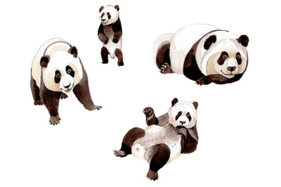 Animal panda watercolor png