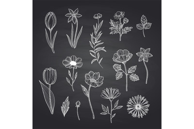 Vector hand drawn flowers set on black chalkboard illustration