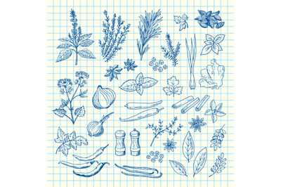 Vector hand drawn herbs and spices on cell sheet illustration