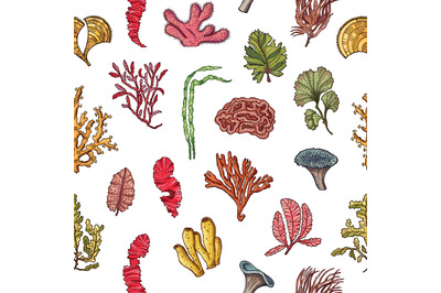 Vector hand drawn seaweed elements pattern or background illustration