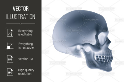 Human Skull