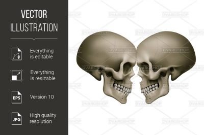 Human Skull