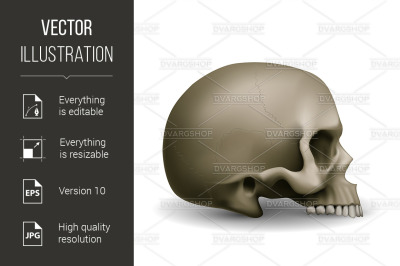 Human Skull