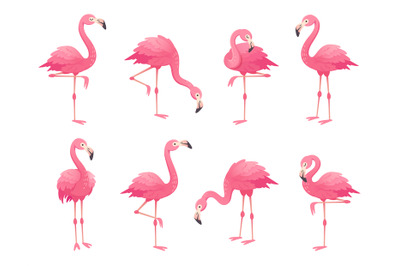 Exotic pink flamingos birds. Flamingo with rose feathers stand on one