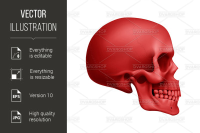 Human Skull