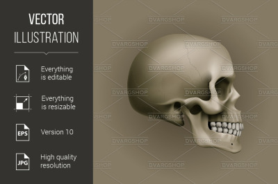 Human Skull