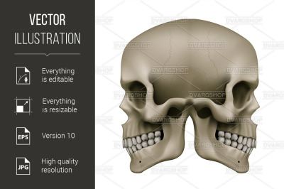 Human Skull