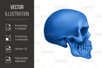 Human Skull