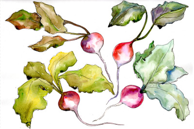 Red Radish Watercolor Clipart, Digital Art, Vegetables, Food, Hand Pai