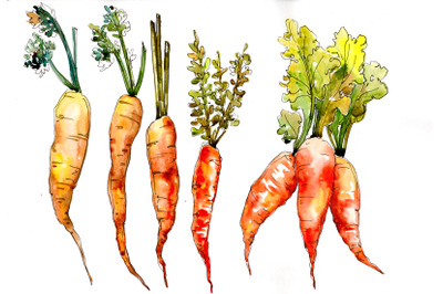 Orange Carrot Watercolor Clipart, Digital Art, Vegetables, Food, Hand
