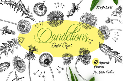Dandelions Sketches Clipart
