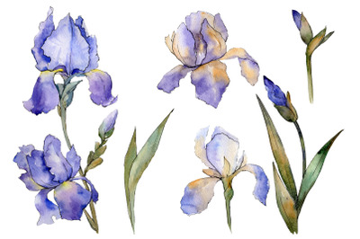 Eurobuket Irises blue watercolor png