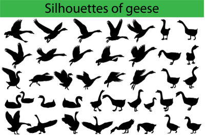 Silhouettes of geese