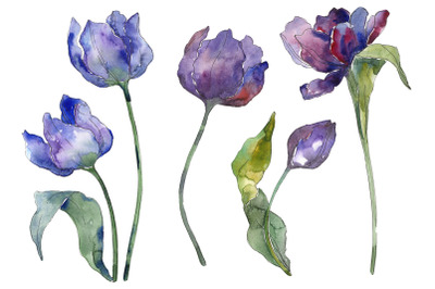 Tulips blue Watercolor png