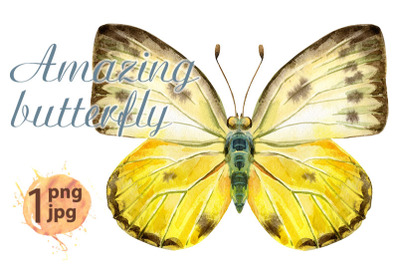 Watercolor yellow butterfly