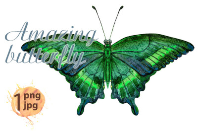 Watercolor green  butterfly