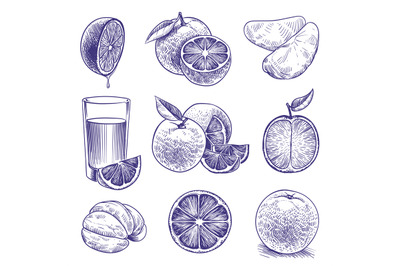 Sketch orange. Drawing engraved oranges, botanical citrus, flower and