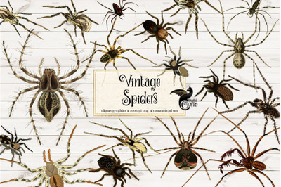 Vintage Spider Clipart