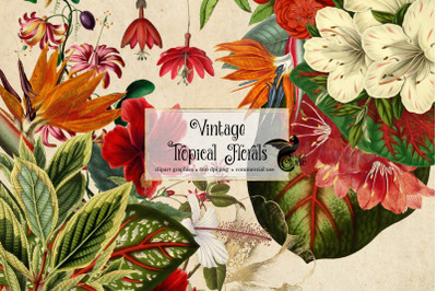 Vintage Tropical Floral Clipart