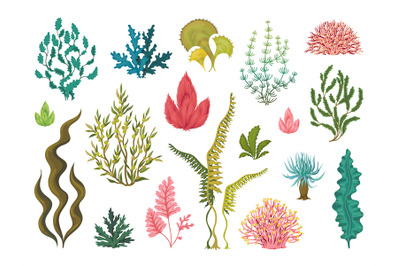 Seaweeds. Underwater ocean plants, sea coral elements, hand drawn ocea